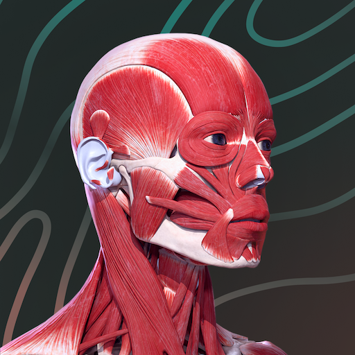 Easy Anatomy 3D APK apk icon