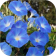Morning Glory WalL icon