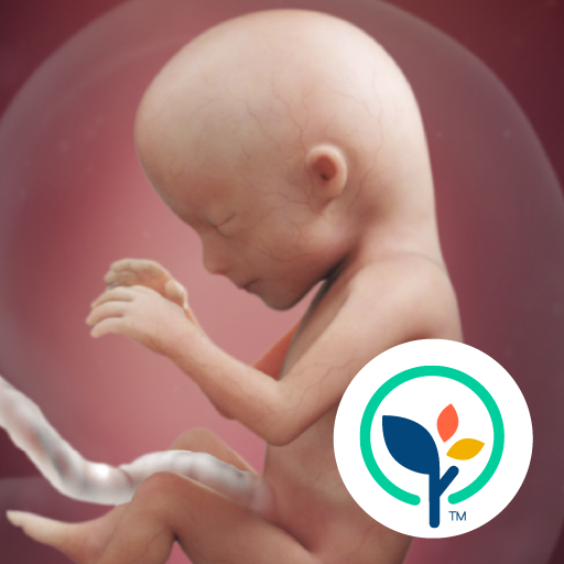 Pregnancy App & Baby Tracker APK apk