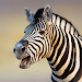 Zebra Sounds APK icon