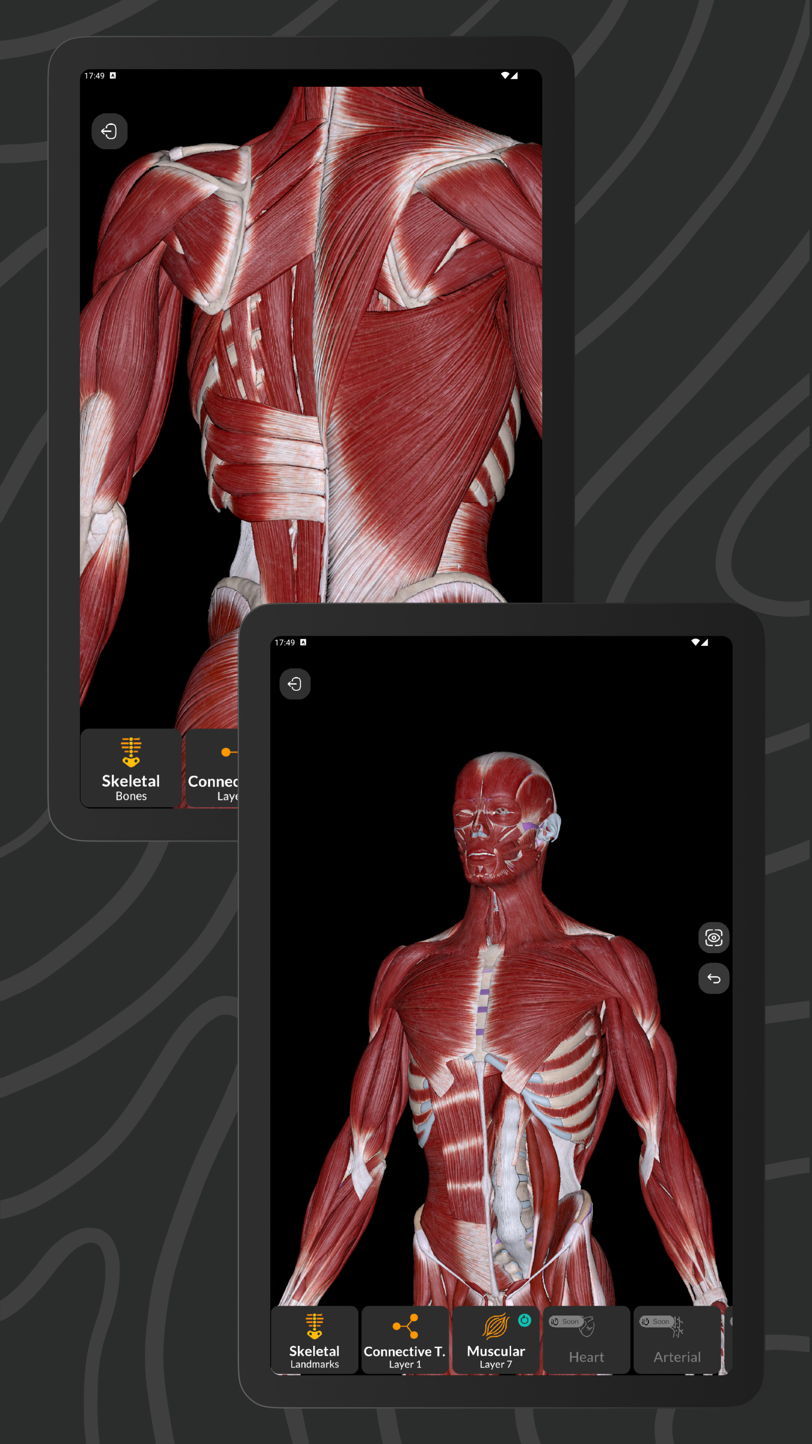 Easy Anatomy 3D APK screenshot