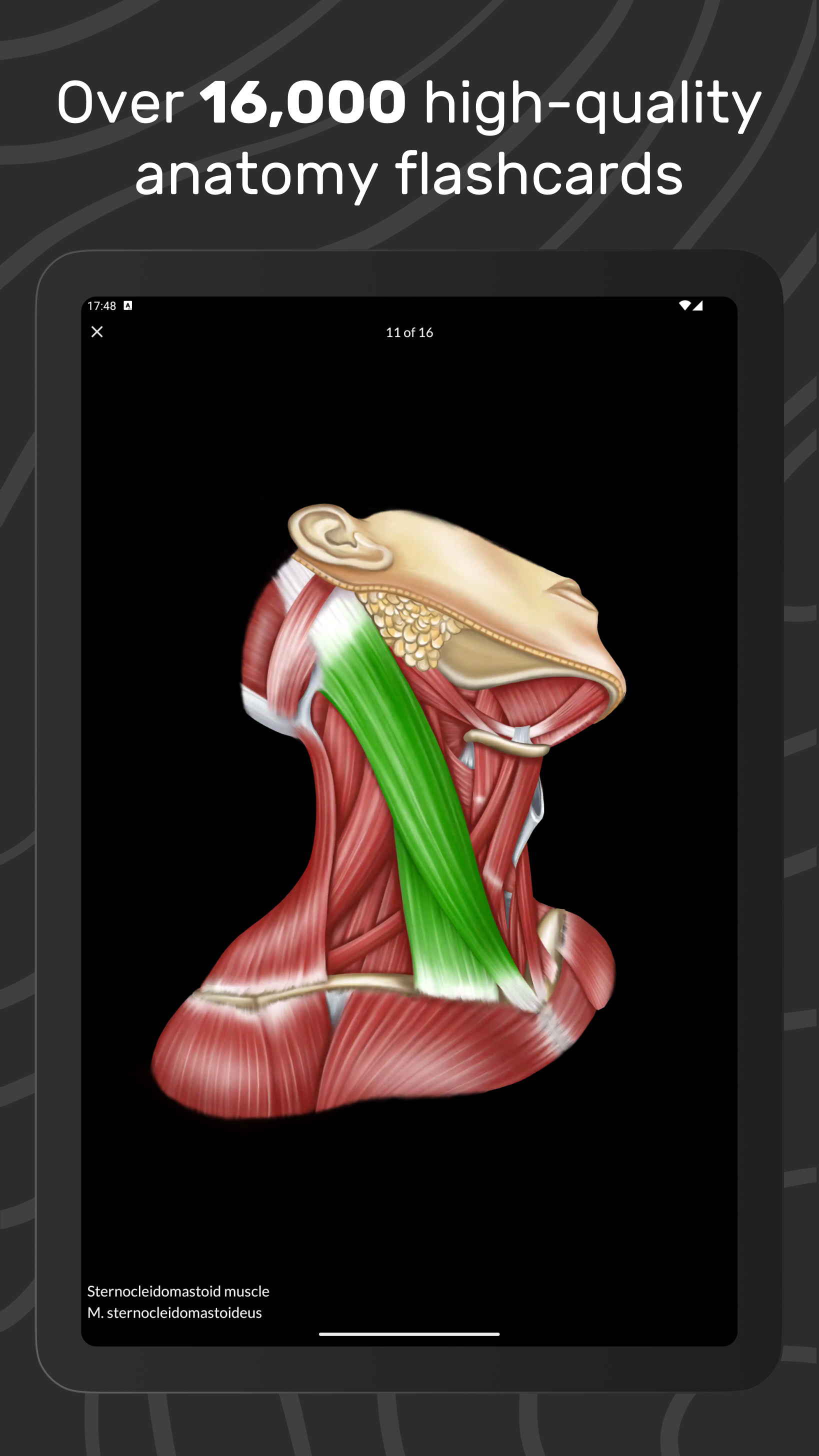 Easy Anatomy 3D APK screenshot
