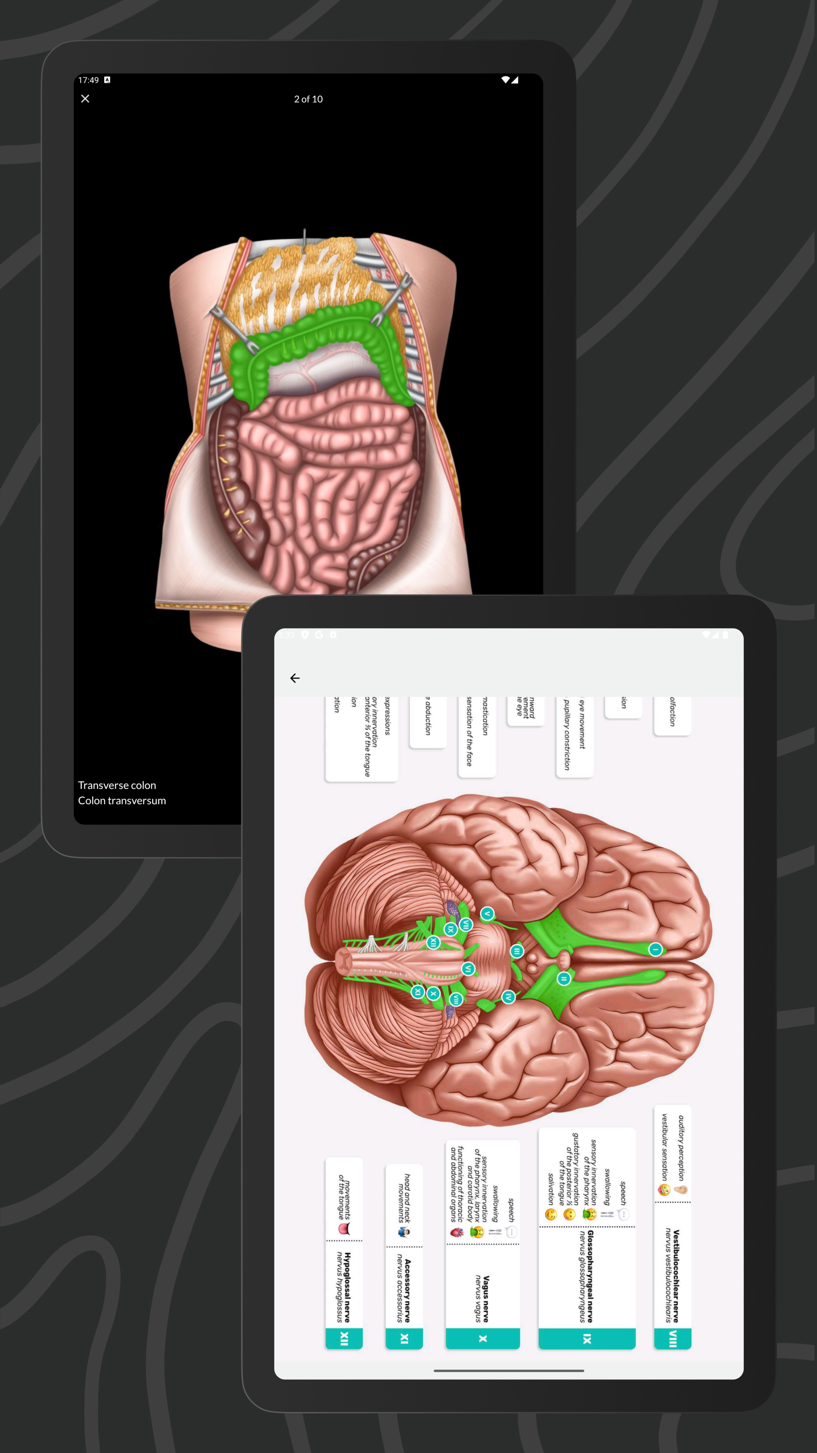 Easy Anatomy 3D APK screenshot
