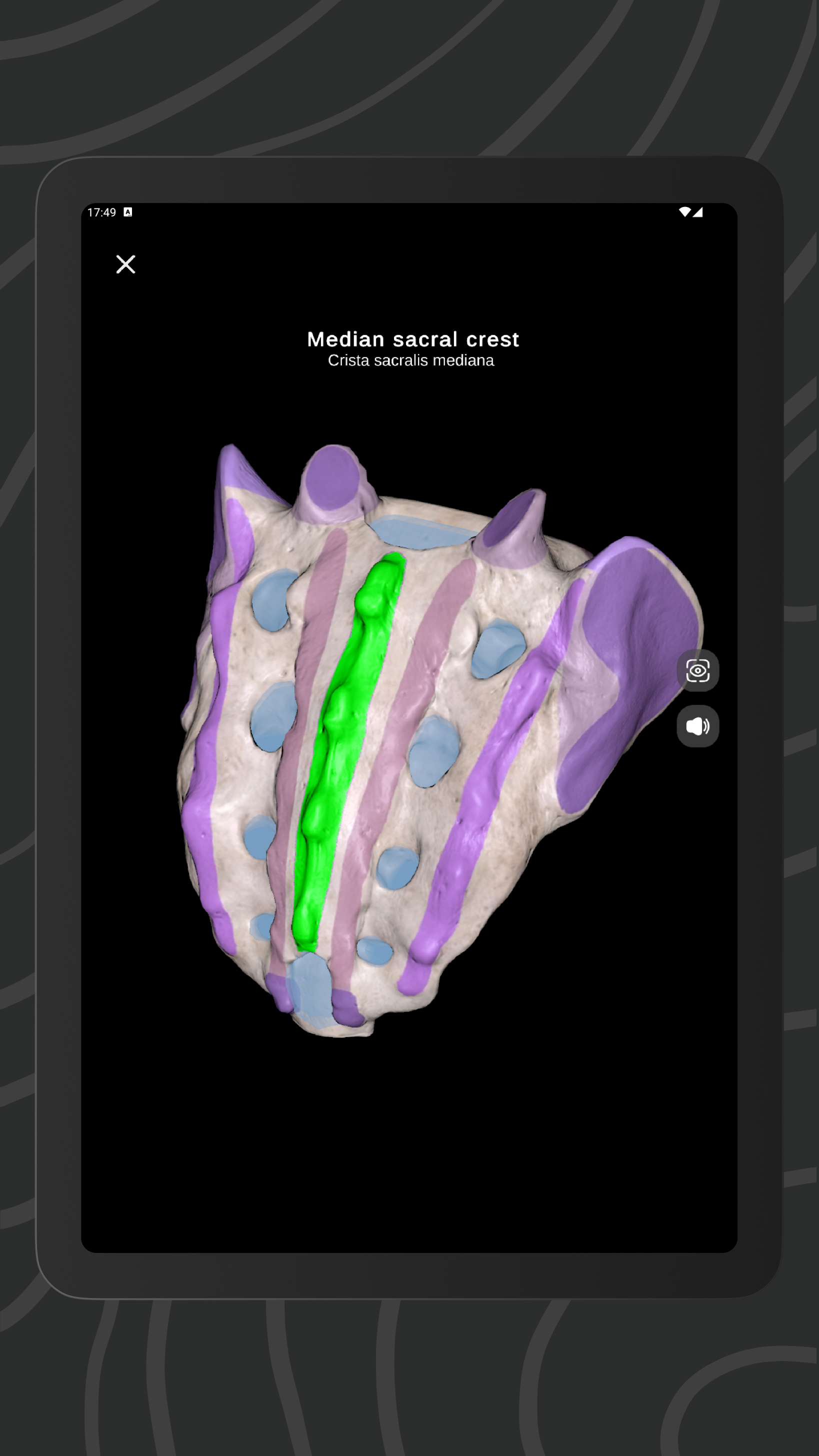 Easy Anatomy 3D APK screenshot