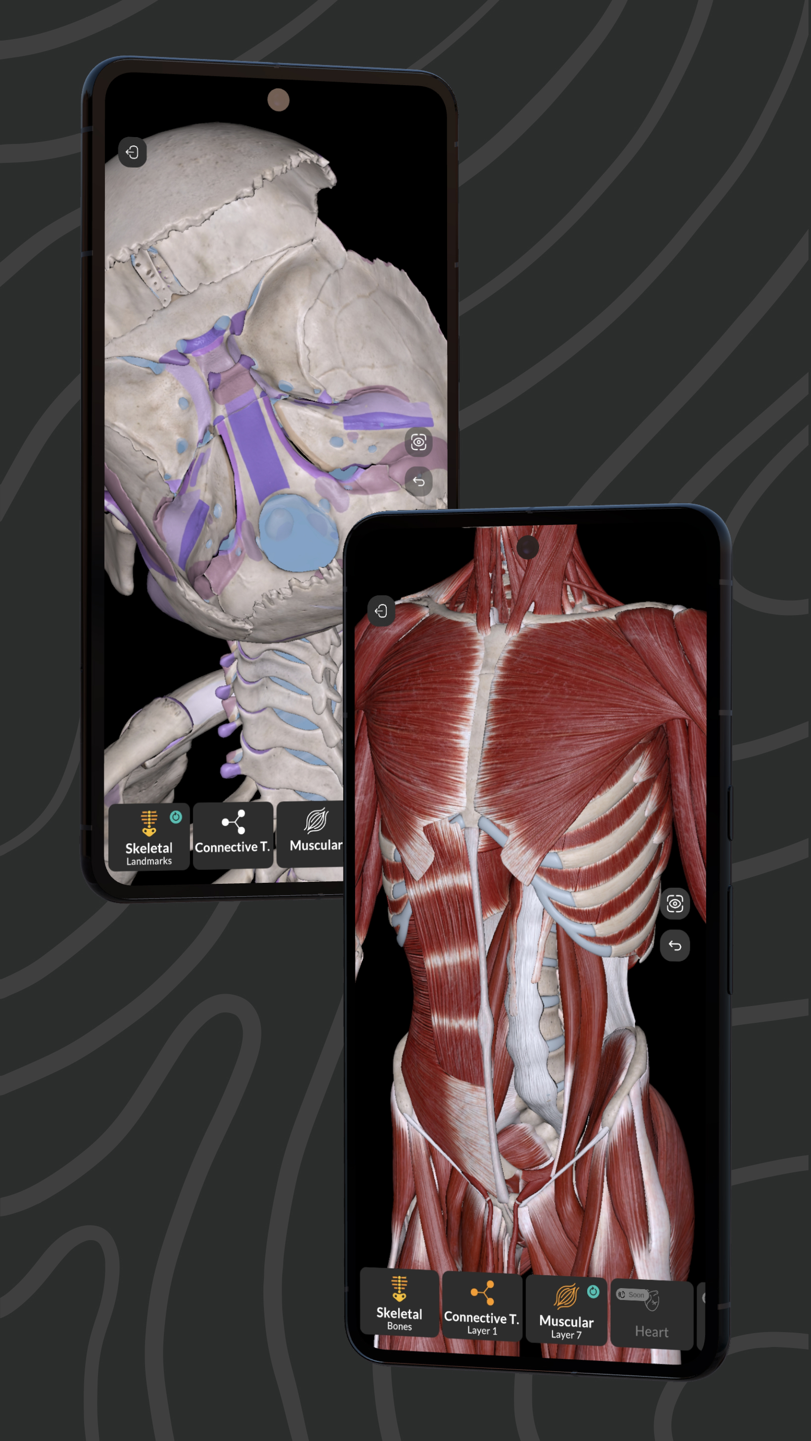 Easy Anatomy 3D APK screenshot