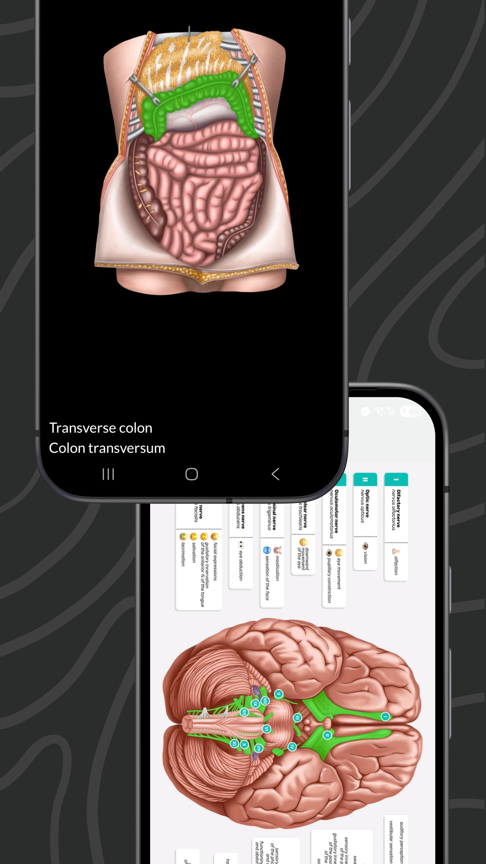 Easy Anatomy 3D APK screenshot