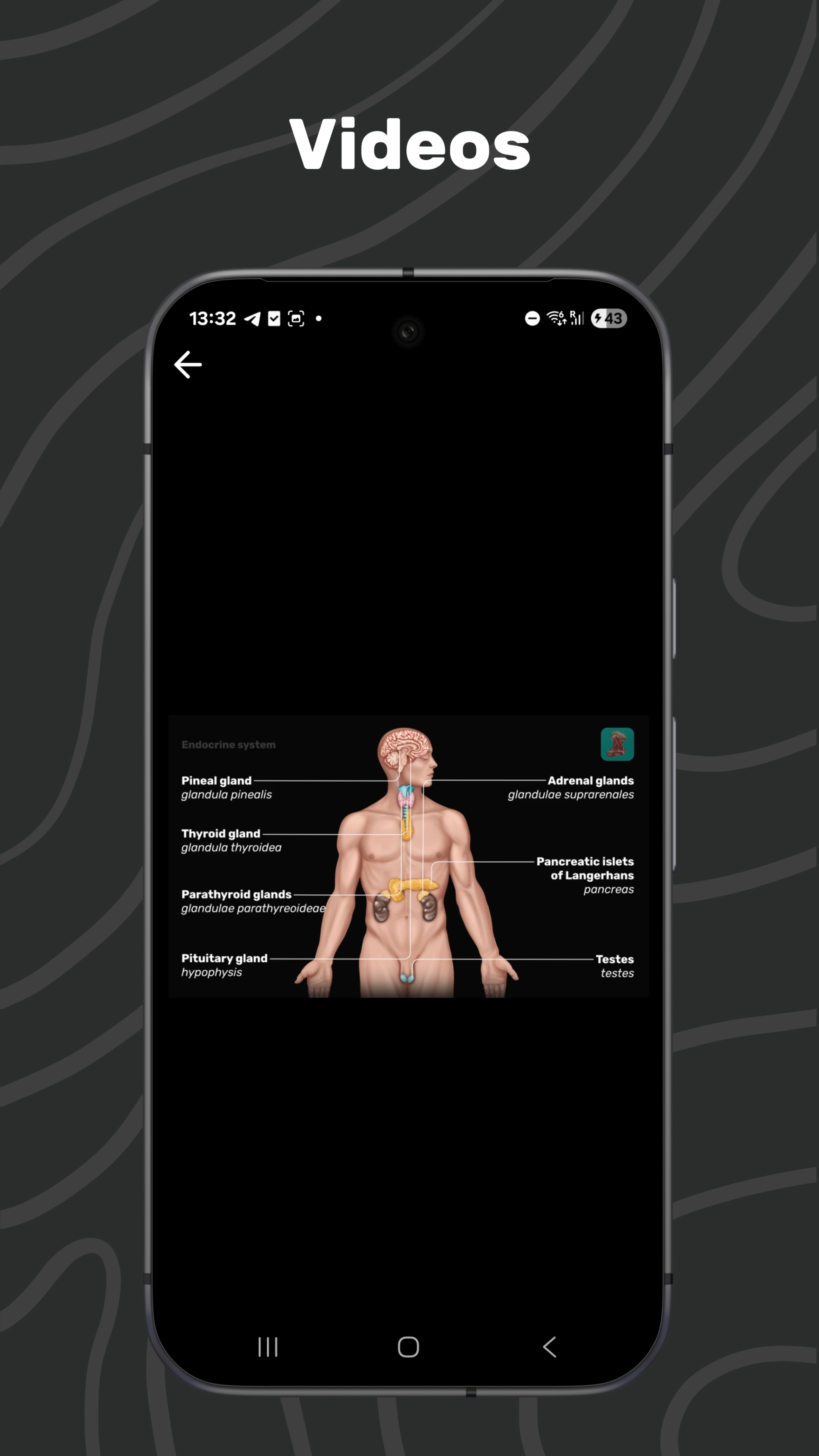 Easy Anatomy 3D APK screenshot
