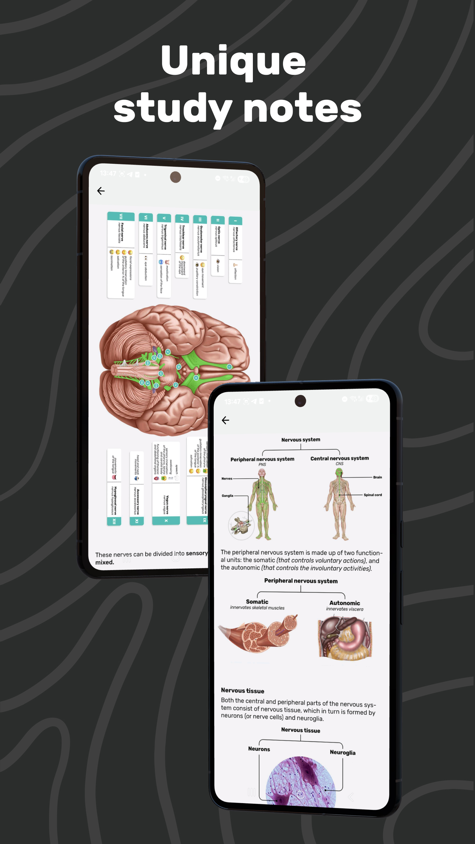 Easy Anatomy 3D APK screenshot