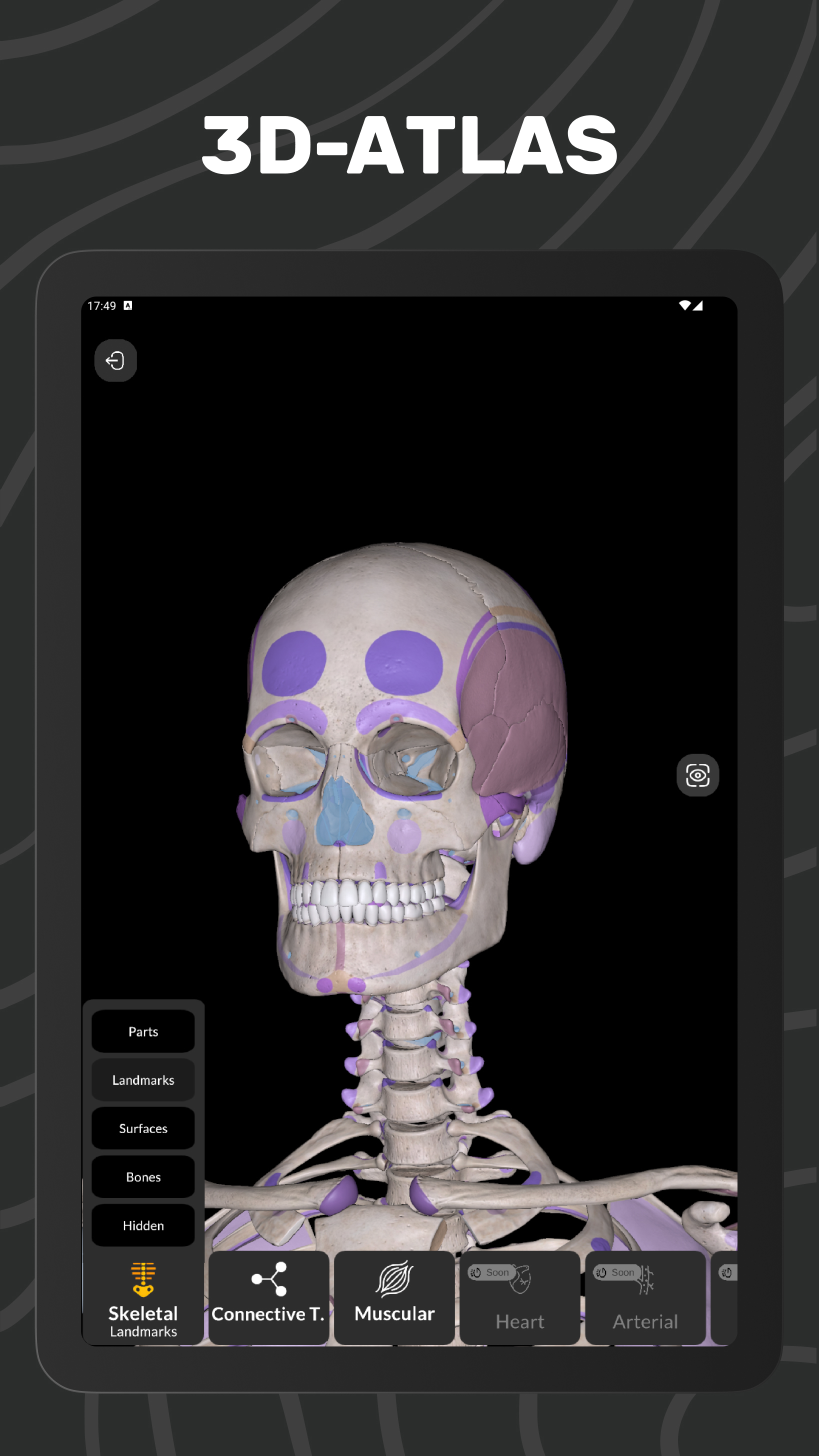 Easy Anatomy 3D APK screenshot