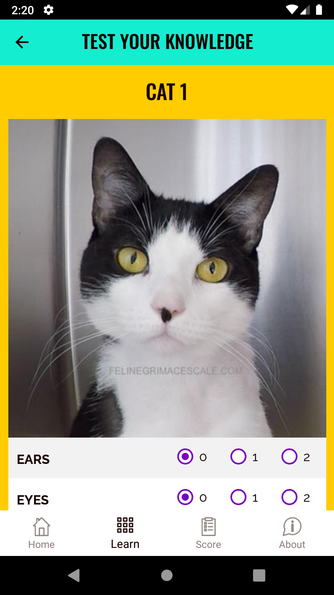 Feline Grimace Scale APK screenshot