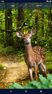 Forest Live Wallpaper APK screenshot
