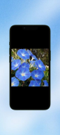 Morning Glory WalL screenshot