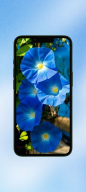 Morning Glory WalL screenshot