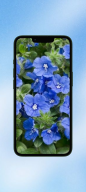 Morning Glory WalL screenshot