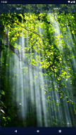 Tree Forest Live Wallpaper APK screenshot