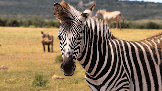 Zebra Sounds APK 4